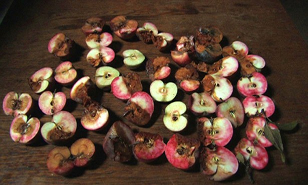 Alles wird matt, alles zerbricht, alles vergeht.