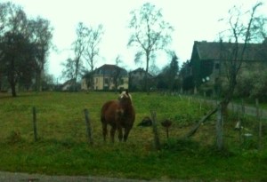 Jeder sollte ein Pferd in Frankreich haben.